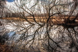 Reflections in Nature - Photo by Grace Grogan