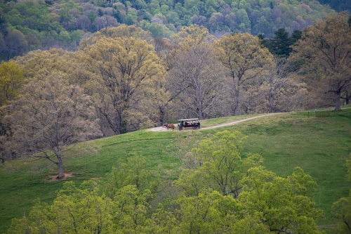 horse and carriage on property